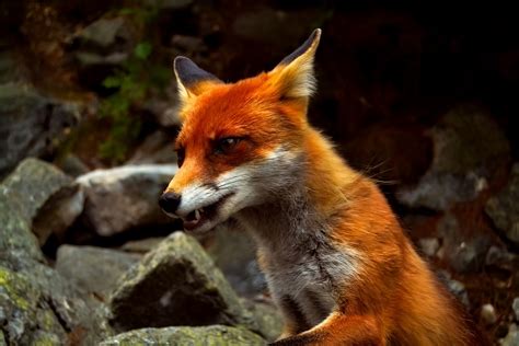 Fox Animal Wildlife · Free Photo On Pixabay