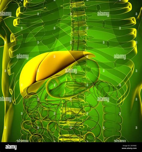 Liver 3d Illustration Human Digestive System Anatomy For Medical
