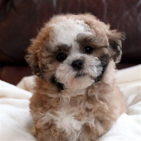 Pomeranian/ shih tzu puppy for sale , she's very energetic and loves attention. SHICHON PUPPIES on Pinterest | Teddy Bear Puppies, Bichon ...