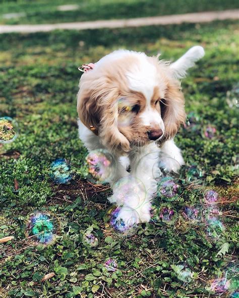 Her New Favorite Activity Is Chasing Bubbles Cute Puppy In 2023 Dog