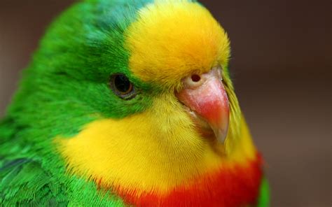 Cute Parrot Close Up Green Yellow Red Feathers Wallpaper Animals