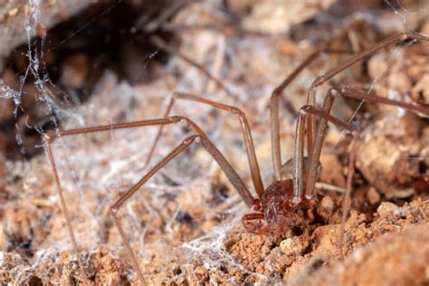 Unearth The Reality Of Georgias Brown Recluse Spiders Animals Around