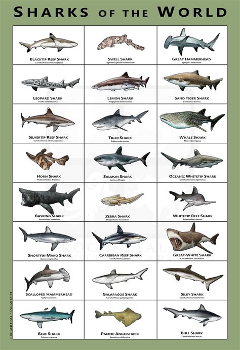 Sharks Of The World Art Poster Field Guide Etsy New Zealand