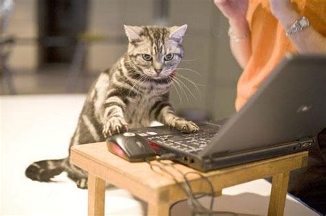 Funny And Cute Cats Using Laptop Pets Cute And Docile