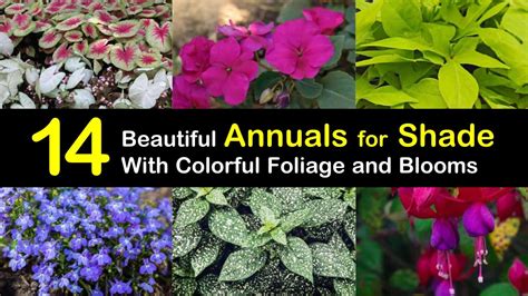 14 Beautiful Annuals For Shade With Colorful Foliage And Blooms