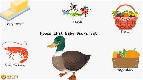 What Do Baby Ducks Eat Feeding Nature