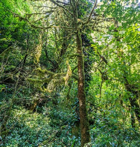 Green Rain Forest Stock Photo Image Of Mossy Dark America 98332414