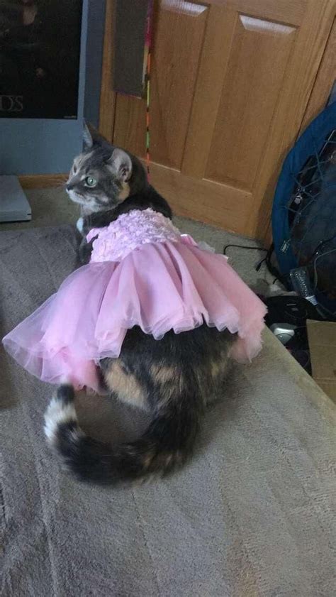 Cats All Dressed Up And Ready For The Catwalk CutesyPooh Kitten Dress Dress Up Catwalk