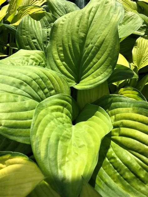 Buy Royal Standard Hosta Plants Online Stadler Nurseries