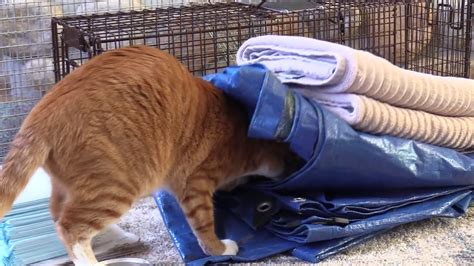 How To Trap Feral Cats Tnr Feralcatday Youtube