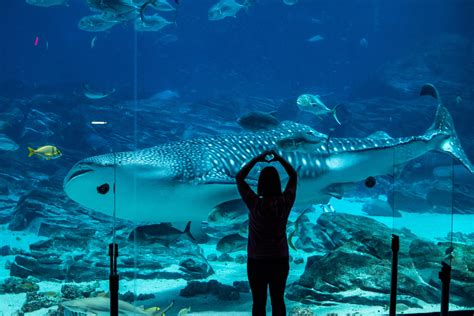 Celebrate World Ocean Day At Georgia Aquarium