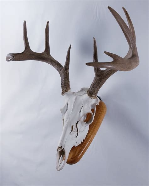 European Skull Mount Wall Plaque Whitetail Deer Red Oak Etsy Canada