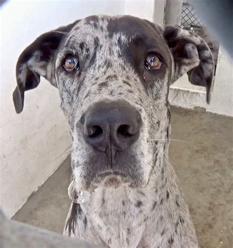 Great danes looking for new homes. Delta Blue is still a puppy, but his owner surrendered him ...
