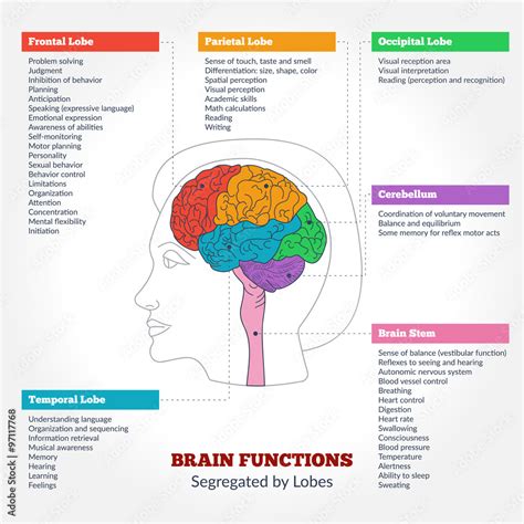 Human Brain Anatomy And Functions Stock Vector Adobe Stock