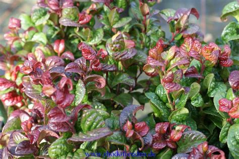 Other good choices for shady areas include dortmund, golden showers and galway bay varieties. leucothoe | Leucothoe axillaris "Curly Red" (R) - 3 feet ...