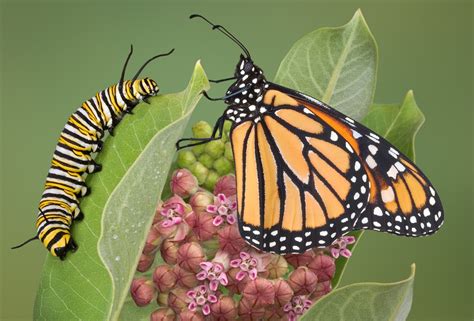 Ask The Master Gardener Everyone Can Help The Monarch Butterfly