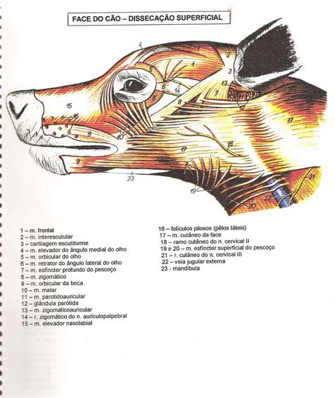 Disseca O Superficial C O Anatomia Veterin Ria I