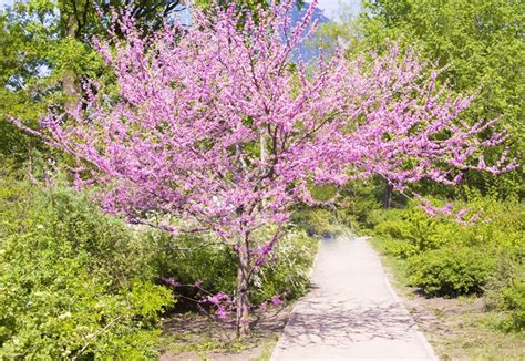 The flower color of dogwoods range from white to pink and red, but they all have four to six petals with a tiny notch at the tip of each one and yellow tuft. The 12 Best Flowering Trees for the Garden | Garden Design