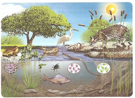 Medio Ambiente Componentes Del Ecosistema