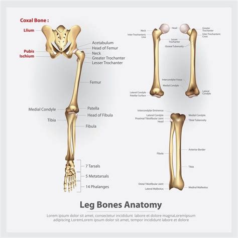 Leg Bones Anatomy Chart