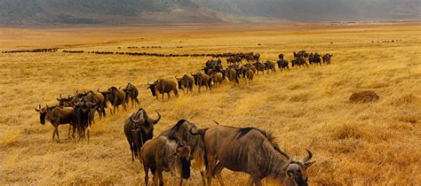 14 Days Wildebeest Migration Safari Wildebeest Migration Safaris