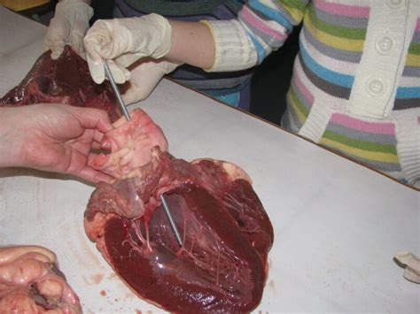 Lung Dissection (warning: gross pictures ahead)