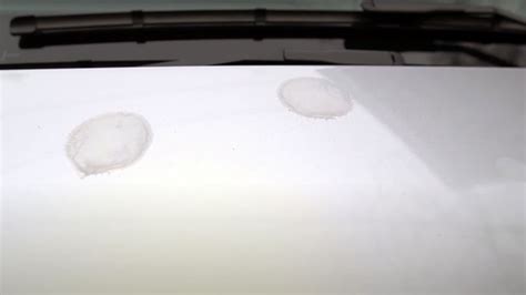 How Remove Bird Poop From Your Car 6 Ways To Properly Get It Off
