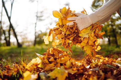 8 Fall Lawn Care Tips For Your Home Ahs Home Matters