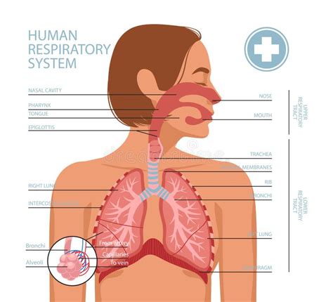 Apparato Respiratorio E Cuore Con La Vista Posteriore Di Scheletro Illustrazione Di Stock