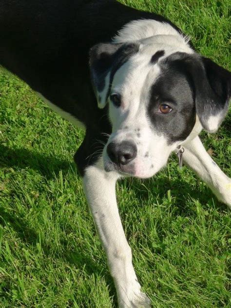 Border collies are known for being workaholics, so by crossing with one, you will surely end up with a hardworking, active and really intelligent dog! Border collie chihuahua mix | Dogs, breeds and everything ...