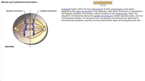 Mitosis And Cytokinesis Animation From Mastering Biology Youtube