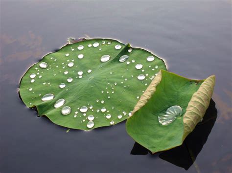 Free Images Dew Leaf Flower Petal Pond Green Buddhism Botany