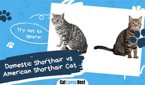 Domestic Shorthair Vs American Shorthair Cat Know The Difference