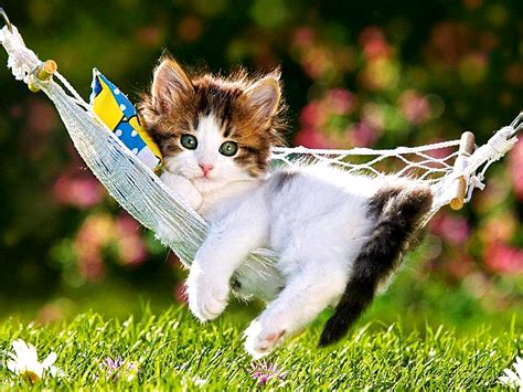 Hello and welcome to visihow. Adorable Kitten in Hammock HD Wallpaper | Background Image ...