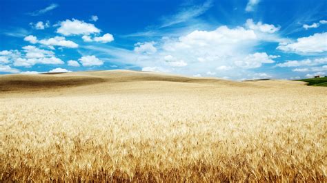 Desktop Wallpaper Wheat Farm Harvest Landscape Blue Sky Hd Image