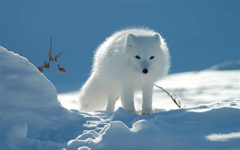 тапети сняг зима лед вълк арктичен шишарки полярна лисица