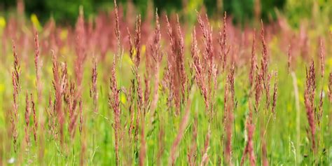 When To Plant Creeping Red Fescue And How To Make Sure It Thrives