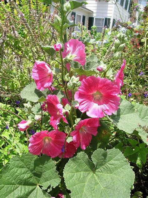 Последние твиты от flowers by jerry (@flowersbyjerry). Tropical Hollyhocks - Pink. 12/28 from Mounts | Growing ...