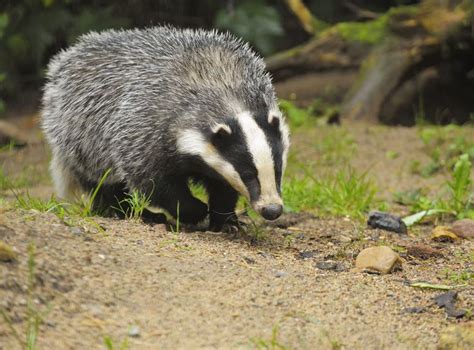 Badger Culls Will End After Next Year Ministers Promise As Figures