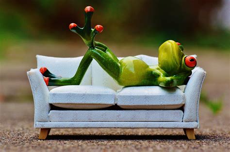 Frog Sofa Relaxation Free Photo On Pixabay
