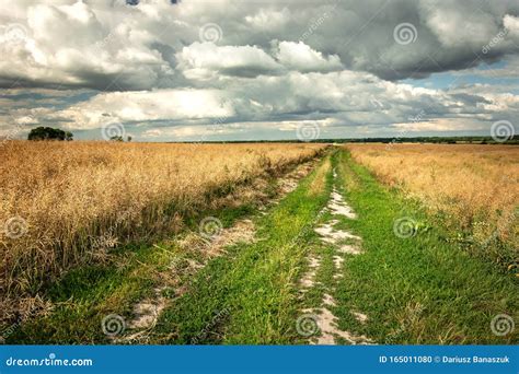 Dirt Road Overgrown With Grass Fields With Grain And Clouds On The Sky
