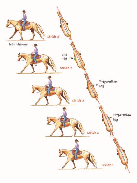100 Schooling Exercises Ideas Horse Exercises Horse Training