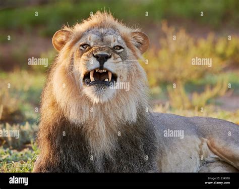 Angry Lion High Resolution Stock Photography And Images Alamy