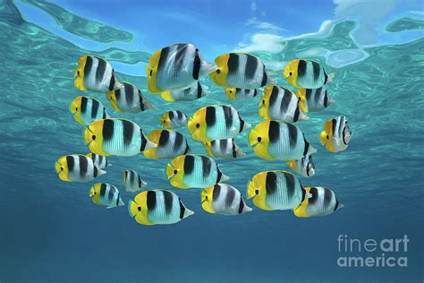 School Of Colorful Tropical Fish Pacific Ocean Photograph By Dam Pixels