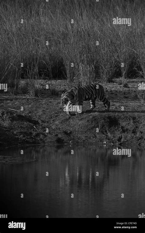 Tigre De Bengala En Bosque De Mostrar Cabeza Y Pierna Foto De Stock Y