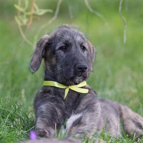 16 Pictures That Prove Irish Wolfhound Are Perfect Weirdos Page 6 Of