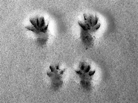 These animals have an exaggerated side to side. Squirrel | Animal tracks were easy to find in the frozen ...