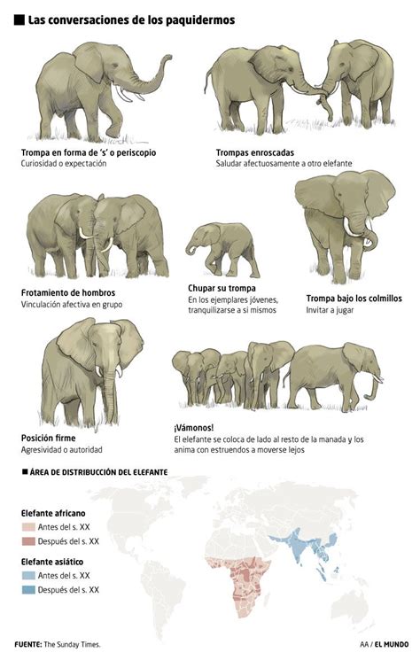 El Lenguaje De Los Elefantes Infografia De Animales Elefantes