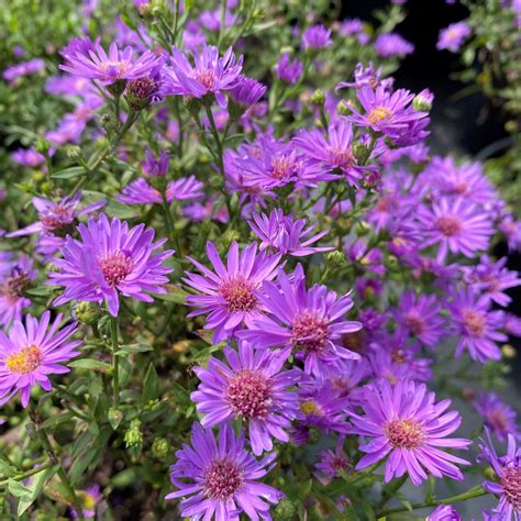 Aster ‘woods Purple Aster Cavanos Perennials