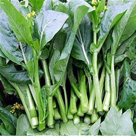 Canton Bok Choy Chinese Cabbage Wong Bok 200 Seeds Green